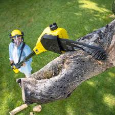 Best Lawn Disease Treatment  in Hornsby Bend, TX