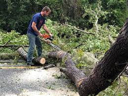 Best Tree and Shrub Care  in Hornsby Bend, TX