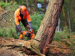 Best Grass Overseeding  in Hornsby Bend, TX