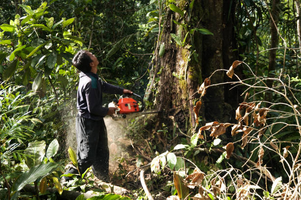 Best Arborist Consultation Services  in Hornsby Bend, TX