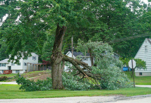 Best Tree Preservation Services  in Hornsby Bend, TX